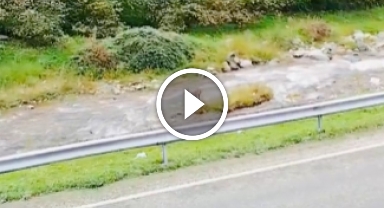 Giresun'da yaban hayatı güzelliği