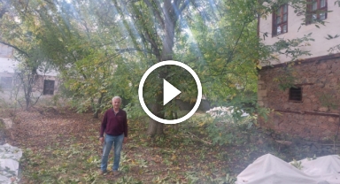 Giresun'un tescilli Şebin cevizinde hasat başladı   