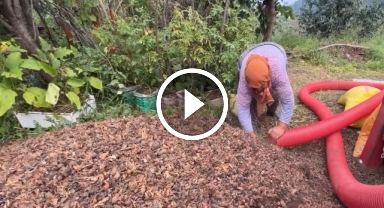 Giresun ve Hitit Üniversiteleri, daha verimli ve kullanışlı patoz üretmek için çalışıyor