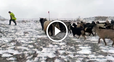 Giresun yaylalarına kar yağdı, çobanlar zorlu dönüş yolculuğuna çıktı   