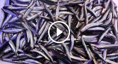 Hamsi tezgahta yenildiği palamudu ihracatta solladı