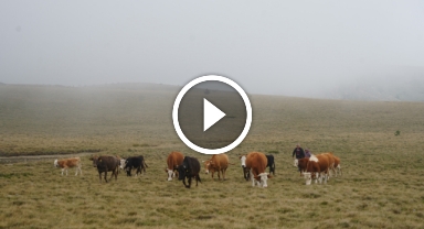 Herkesin gezmek istediği yaylalar onların geçim kaynağı
