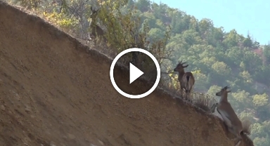 Kahramanmaraş'ta yabani keçiler görüntülendi