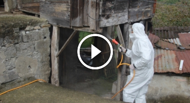 Kahverengi kokarcaya karşı topyekûn mücadele çalışmaları sürüyor