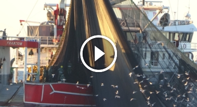 Karadeniz'de hamsiyi göremeyen balıkçılar endişeleniyor 