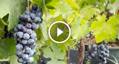 Karadeniz'de yetişen kokulu üzümün çekirdeksiz olanları Tekirdağ'da geliştirildi