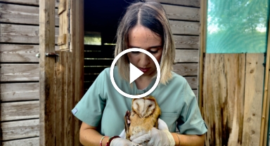 Samsun'da tedavi edilen peçeli baykuşlar doğaya bırakılıyor