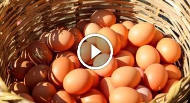Türkiye'nin dört bir yanına Ordu yumurtası gönderiliyor