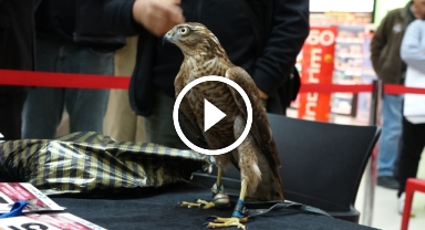 Atmacalar Güzellik Yarışmasında Buluştu