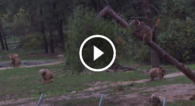 Ayı barınağının sakinleri kış uykusuna hazırlanıyor