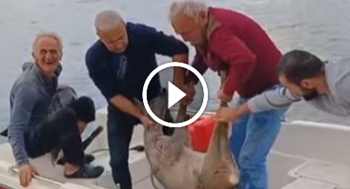 Balıkçılar bu kez denizden karaca yakaladı