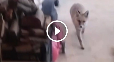 Davetsiz misafir tilkiden yayla evine ziyaret