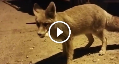 Evcil Tilkiler, O Köyün Maskotu Oldu