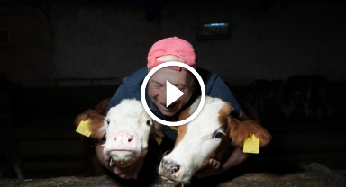 Fanatik Trabzonsporlu ikiz buzağılarına futbolcu ikiz kardeşler Şota ve Arçil'in ismini koydu