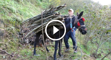 Giresun'un köylerinde katırcılık mesleği tehlikede