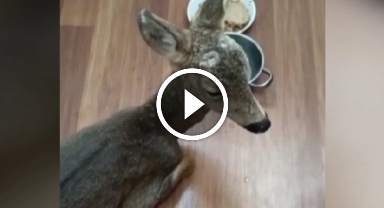 Hatay'da konteyner kent çevresinde bulunan yavru karaca beslenip doğaya salındı