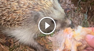 Kirpiye Kızarmış Tavuk Verdi, O Anlar Kayda Geçti