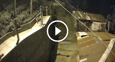 Kış uykusuna yatmayan ayı ortalığı birbirine kattı