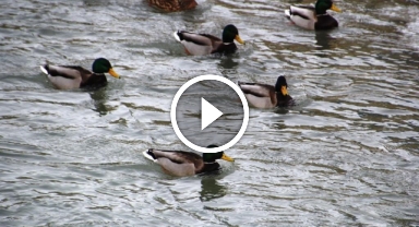Kışın habercisi yaban ördekleri o kentte böyle görüntülendi