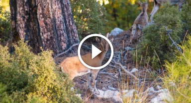 Nesli tükenme tehlikesindeki yaban keçileri, böyle görüntülendi