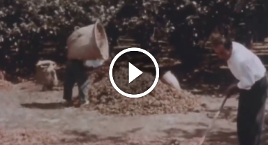 Giresun'da 1950 yılında fındık hasadı nasıldı?