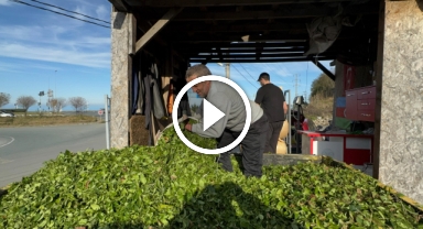 Kış gelmesine rağmen çayda hasat bereketi sürüyor