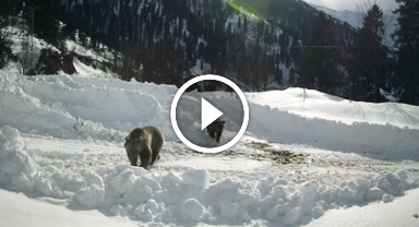 Kış Uykusuna Yatmayan Ayılar Güvenlik Kamerası Tarafından Böyle Görüntülendi