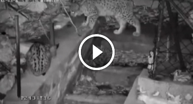 Nesli tükenme tehlikesi altındaki vaşak ailesi kamerada