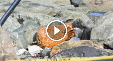 Rize'de Sahile Vuran Mühimmat Şüphesi: Polis ve Bomba İmha Ekipleri Olay Yerinde