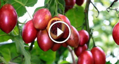 Rize'nin Çay Bahçelerinde Tropikal Meyve: Tamarillo
