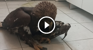 Sivas'ta bulunan yaralı kaya kartalı tedavi altına alındı