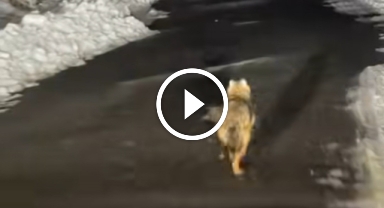 Trabzon'da Çakalların Karayolundaki Eğlenceli Koşusu Sosyal Medyada Gündem Oldu