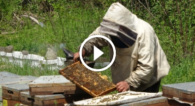 Türkiye'de en fazla bal üretiminin yapıldığı Ordu'dan İngiltere'ye 10 ton bal ihraç edildi