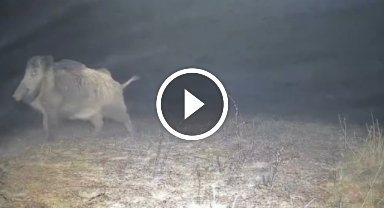 Yabani hayvanların zorlu kış şartlarındaki yaşam mücadelesi kamerada