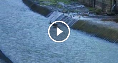 Artvin'de derede mahsur kalan karaca kurtarıldı