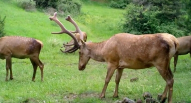 Çorum'daki yaban hayatı fotokapana yansıdı