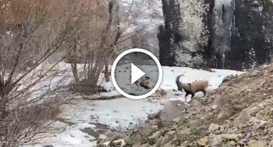 Giresun'da Dağ Keçisi Sürüsü Görenleri Şaşırttı