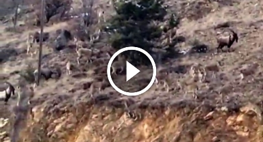Gümüşhane'de yaban keçileri sürü halinde böyle görüntülendi   
