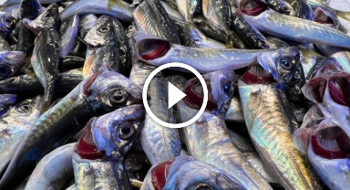 Hamsi sezonu bitti, bitiyor   