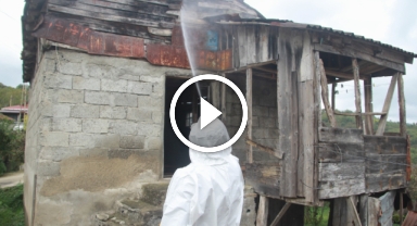 Kahverengi Kokarca Mücadelesi Sürüyor: Ordu'da 200 Bin Nokta İlaçlandı