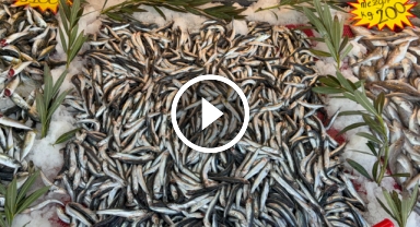 Karadeniz'de palamut sezonu yeniden açıldı