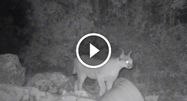 Nesli tehlike altındaki karakulaklar fotokapanlara yansıdı