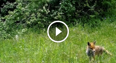 Ormanlık alanda yiyecek arayan tilki fotokapanla böyle görüntülendi