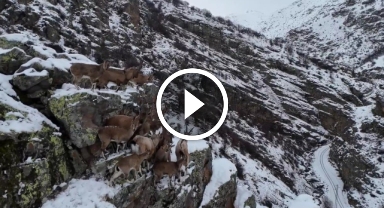 Sürü halinde gezen dağ keçileri drone kamerasıyla böyle görüntülendi