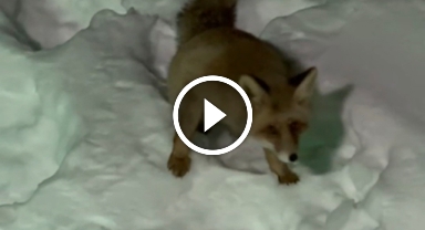 Yaylada Yiyecek Arayan Tilkiyi Elleriyle Beslediler   