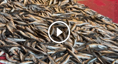 Yeni Yılda Balık Tezgahları Şenlendi