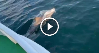 Balıkçı teknesiyle yarışan yunus kameraya yansıdı