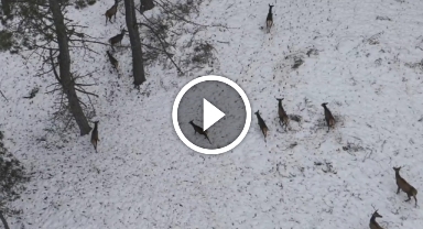 'Doğadaki Cerrah' geyik sürüsünü görüntüledi