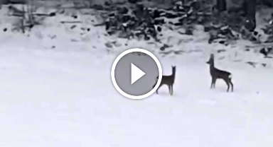 Geyiklerin kar neşesi kamerada   
