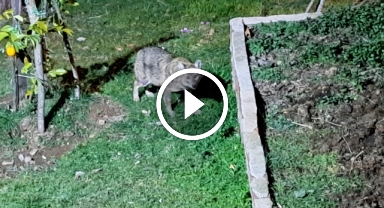 Her gün kapısına gelen çakalları ekmekle besliyor